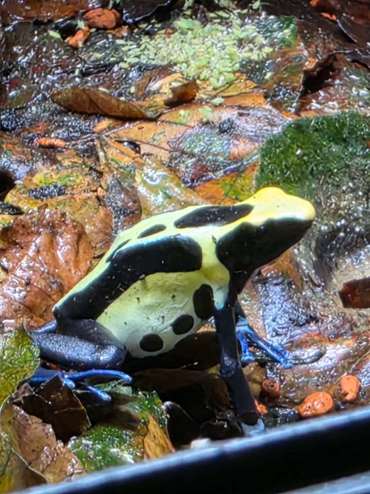 dendrobates tinctorius nikita