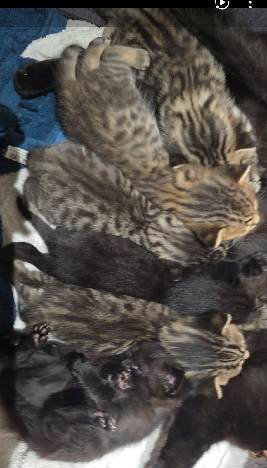 Kittens