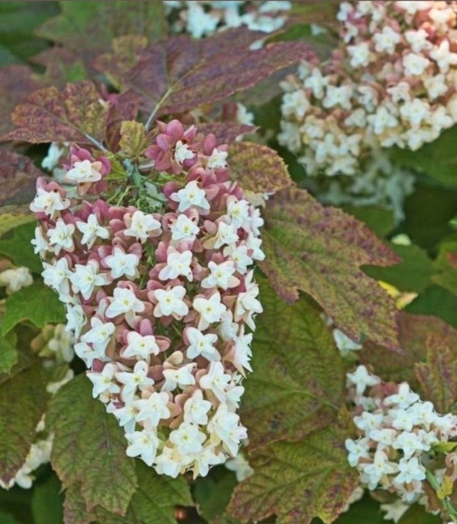 Eikenblad hortensia, Tuin en Terras, Vaste plant, Halfschaduw, Zomer, Ophalen
