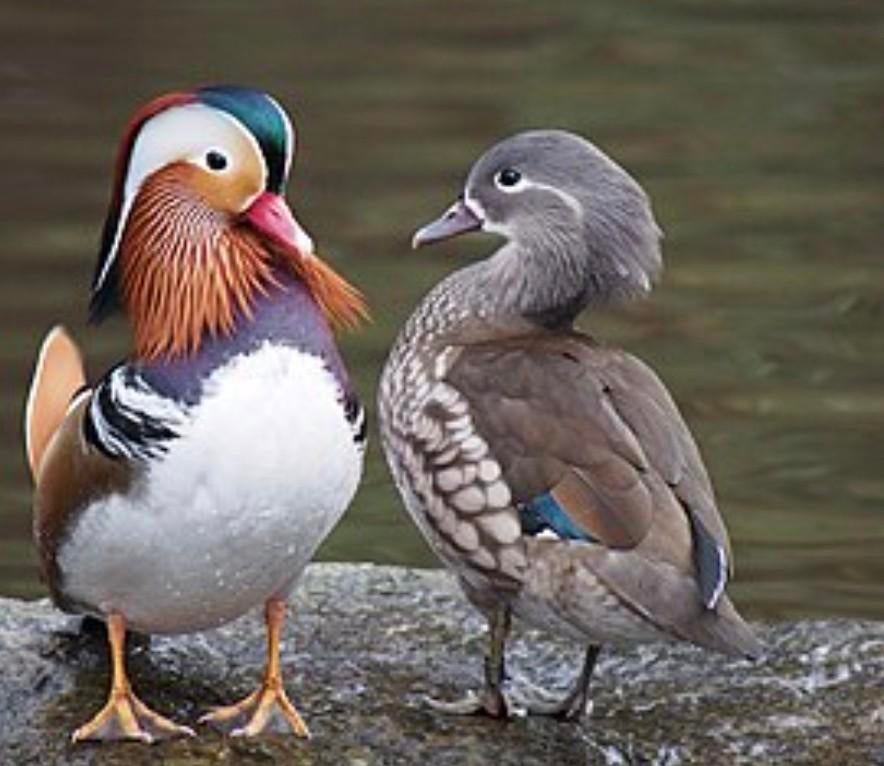 Gezocht broedeieren mandarijneend, Dieren en Toebehoren, Geslacht onbekend
