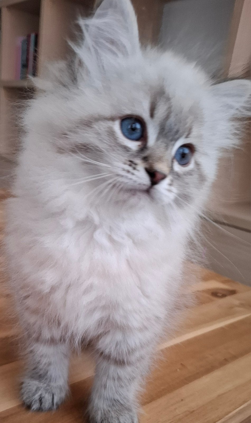 Siberische neva masquerade poesje met stamboom, Poes, Met stamboom, 0 tot 2 jaar