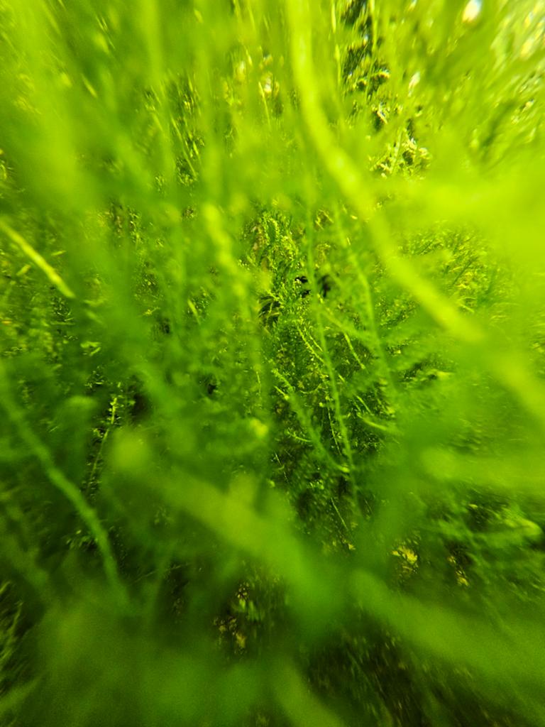 Javamos, aquarium mos, aquarium plant, Inclusief planten, Plant(en), Steen of Hout, Nieuw, Overige merken