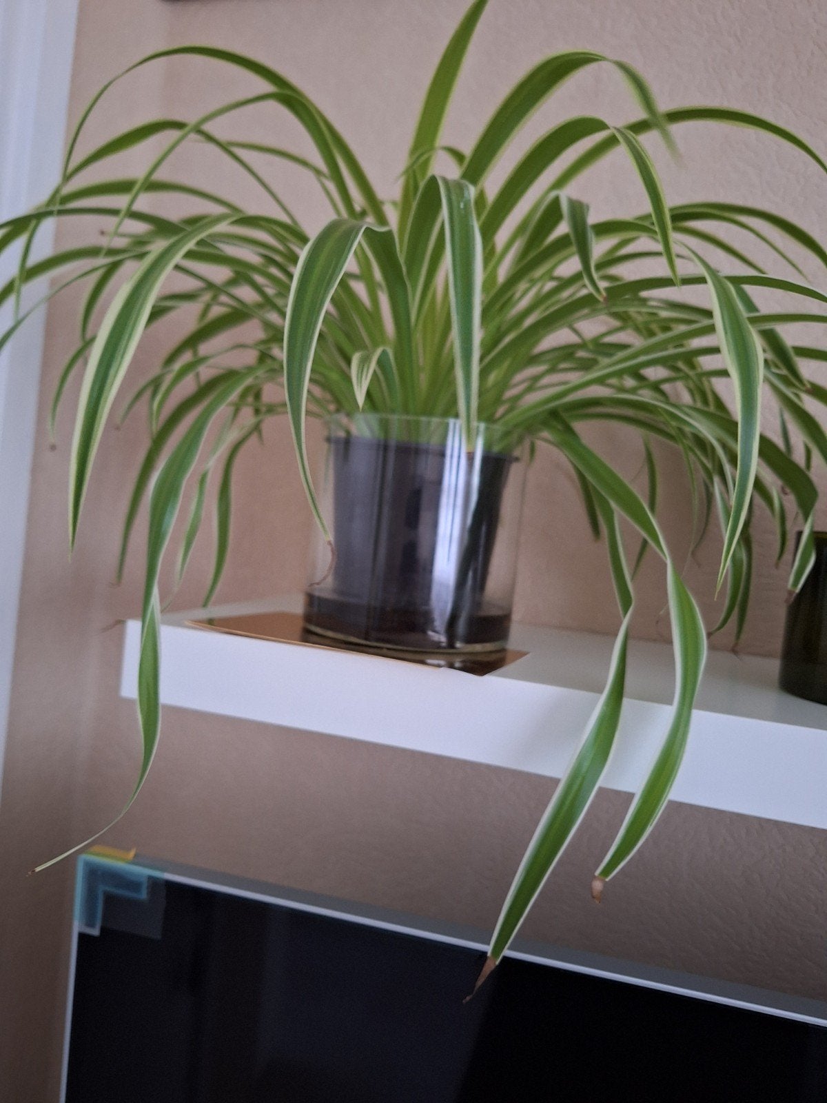 Graslelie (Chlorophytum comosum) in glazen pot, Huis en Inrichting, Kamerplanten, Ophalen, Overige soorten, Halfschaduw, In pot