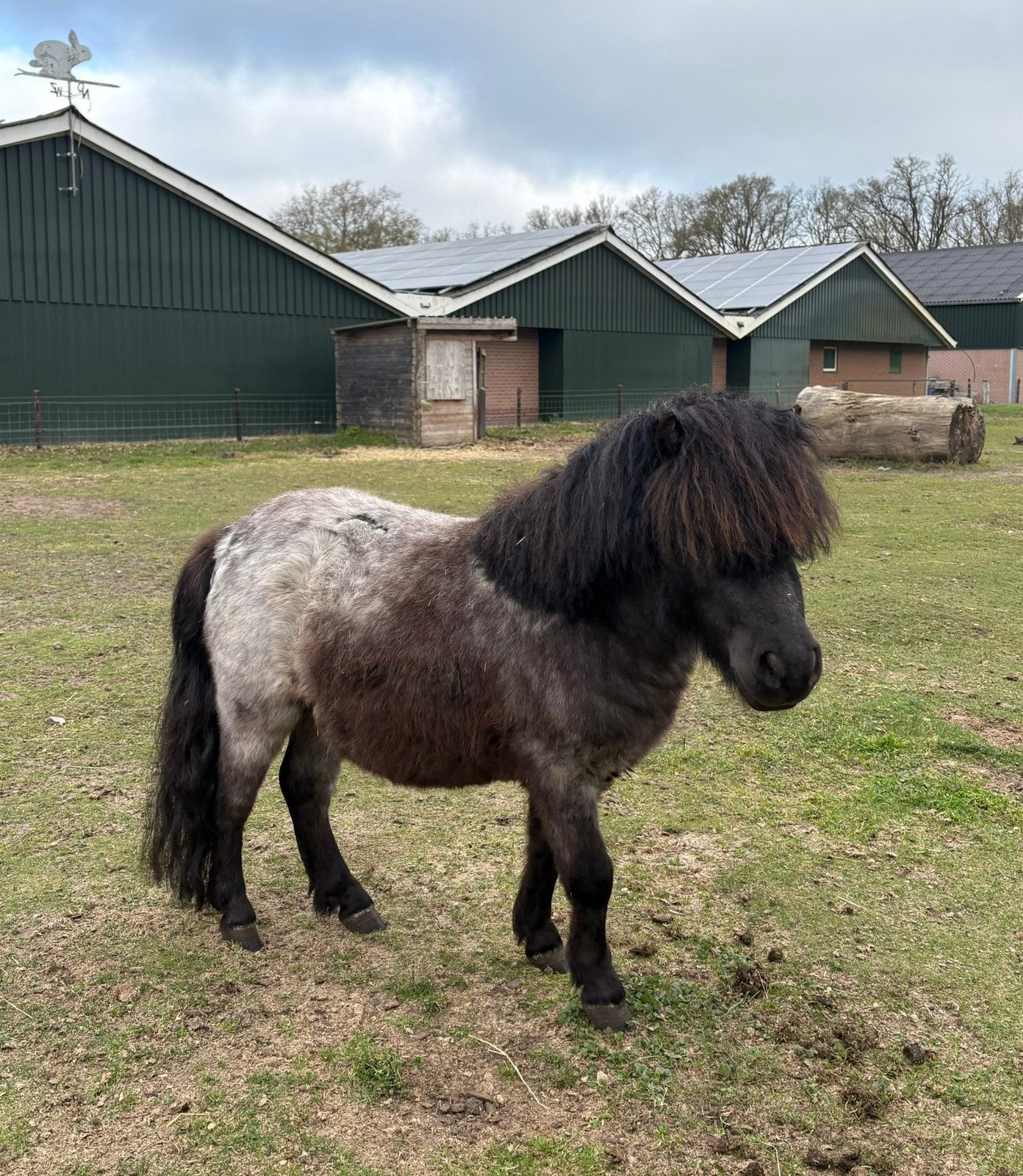 Shetlander zwart roan moorkopschimmel, Niet van toepassing, Hengst, A pony (tot 1.17m), 3 tot 6 jaar