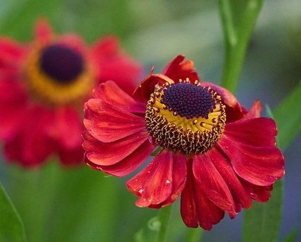 Vaste plant :  Helenium Helena Rote tone, 3 euro, Volle zon, Vaste plant, Zomer, Ophalen