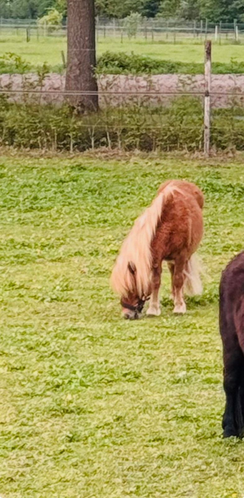 🩵Knap mini hengstje jaarling met stamboekpapier 🩵, Dieren en Toebehoren, Pony's, Hengst, A pony (tot 1.17m), Met stamboom, 0 tot 2 jaar