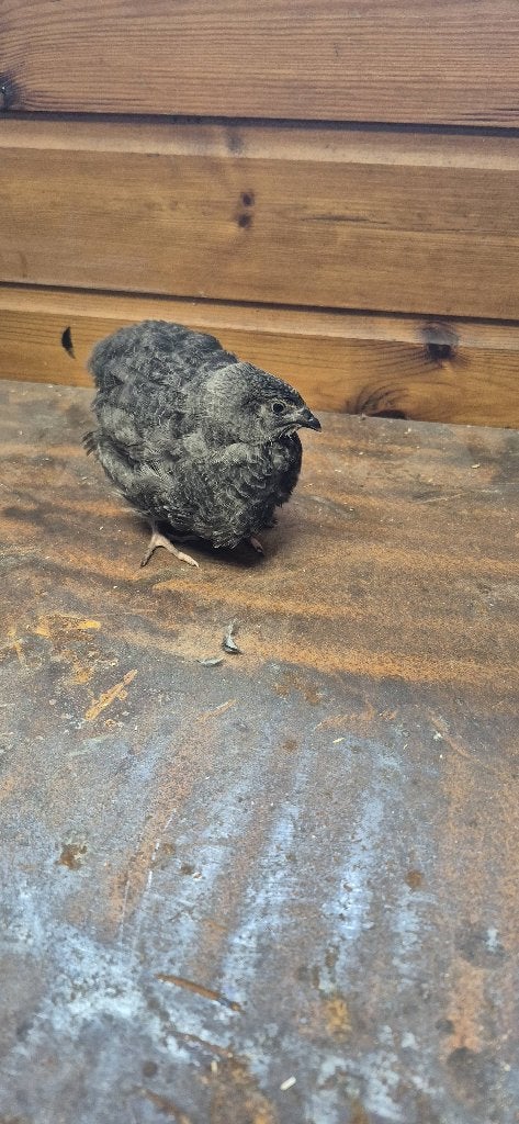 Hele mooie kwartels, Meerdere dieren, Overige soorten