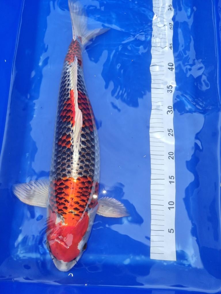Kujaku 52 cm 3 jaar oud