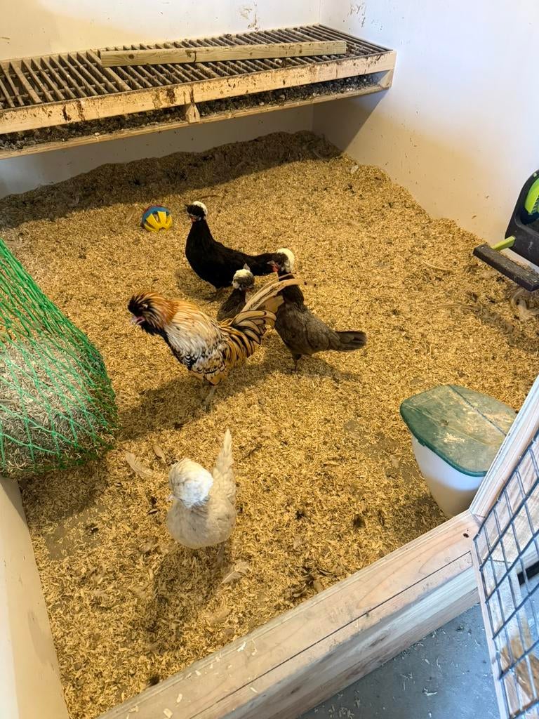 Hollandse kuifhoenders, Dieren en Toebehoren, Pluimvee, Kip, Vrouwelijk