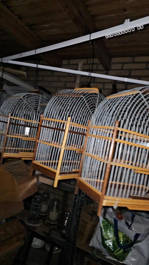 4 Surinaamse zangkooitjes te koop, Dieren en Toebehoren, Vogels | Hokken en Kooien, Ophalen, Metaal, Vogelkooi