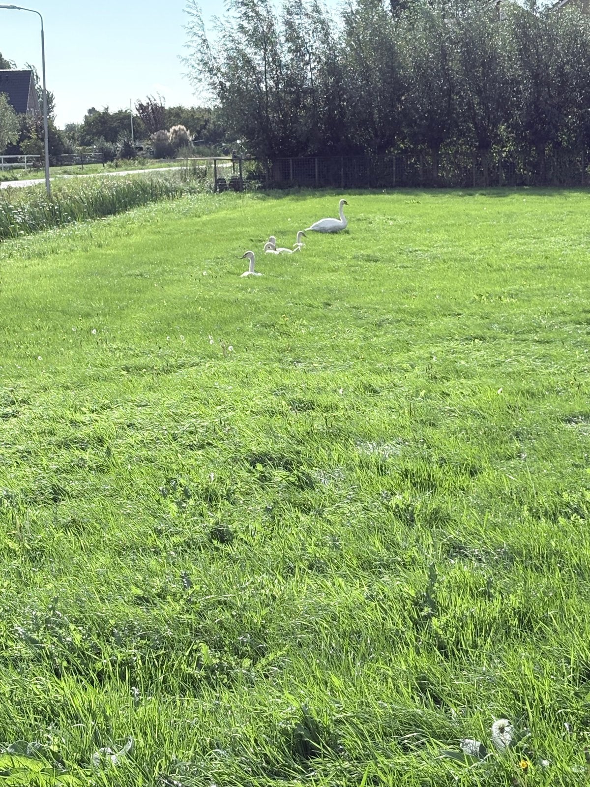 Weiland te koop, Weidegang, 4 paarden of pony's of meer