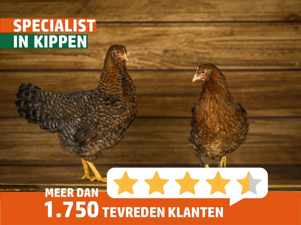 Bielefelder groot | Kippen | Passend advies, Dieren en Toebehoren, Meerdere dieren, Middelgroot
