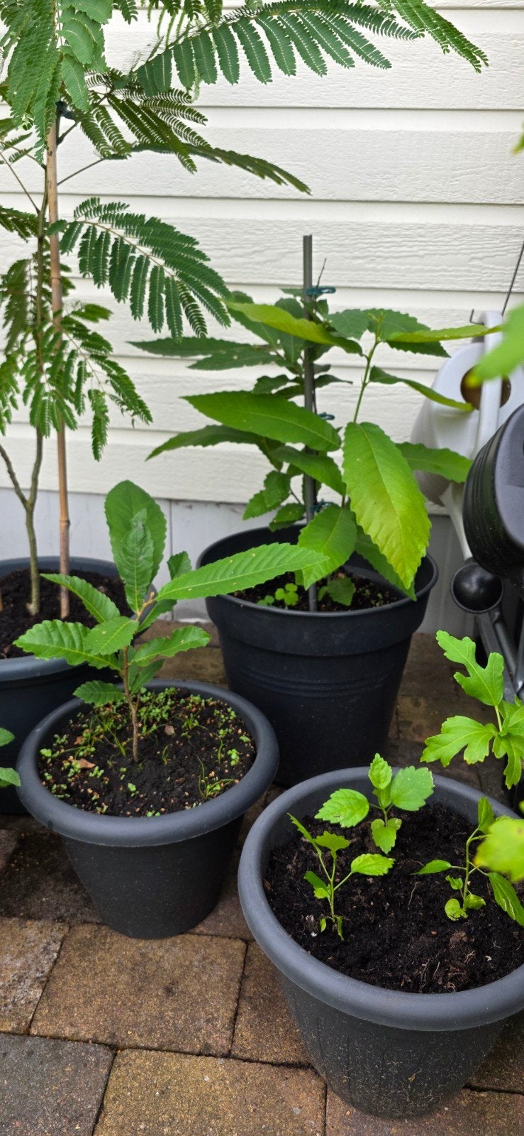 Mooie, gezonde 1-jarige beukenboompjes, Tuin en Terras, Ophalen, In pot