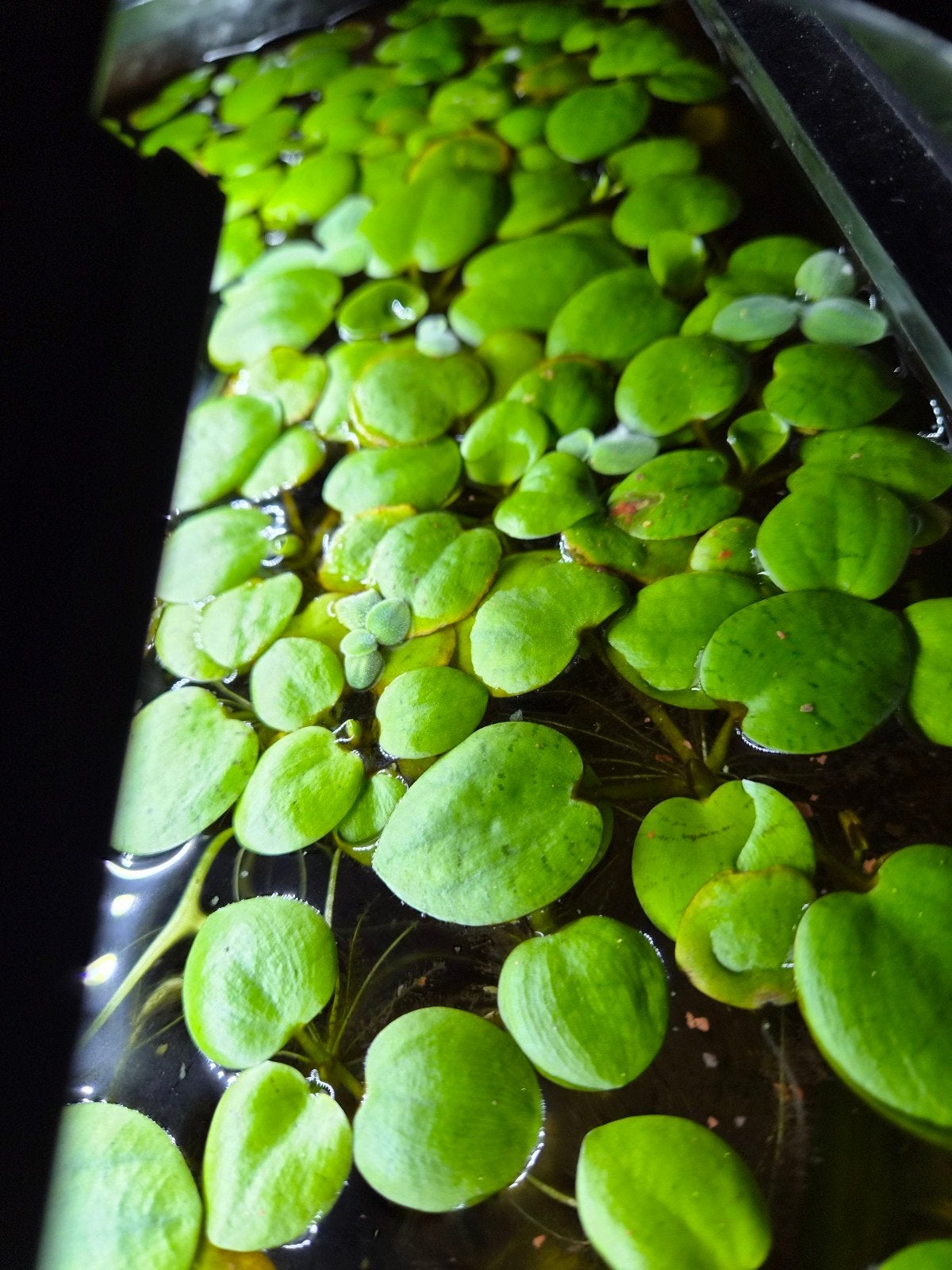 Te koop! Drijfplanten voor in het aquarium, Ophalen of Verzenden, Nieuw, Plant(en), Steen of Hout