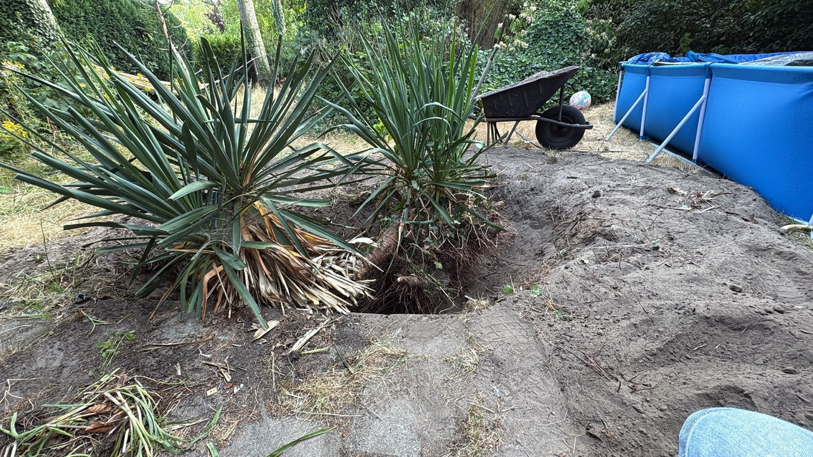 Vijf Yucca planten voor tuin of terras, Overige soorten, Volle zon, Vaste plant, Ophalen of Verzenden