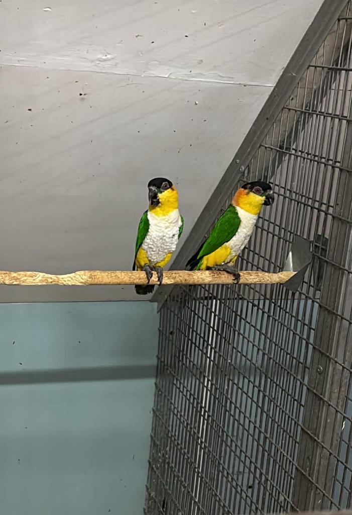 Kweekkoppel palida caique, Dieren en Toebehoren, Vogels | Parkieten en Papegaaien, Meerdere dieren, Papegaai
