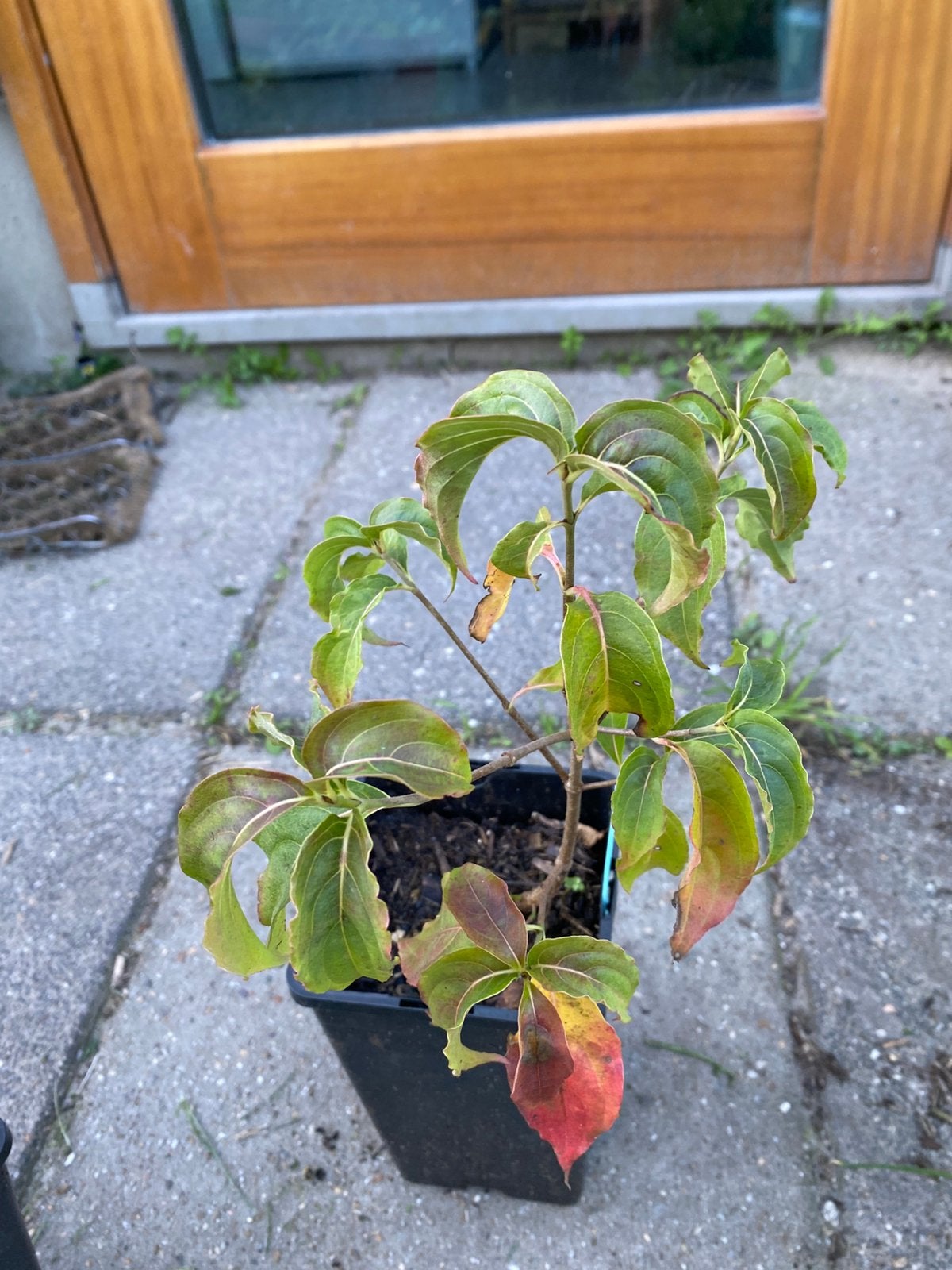 Benthams kornoelje, Ophalen, Minder dan 100 cm, Overige soorten, In pot
