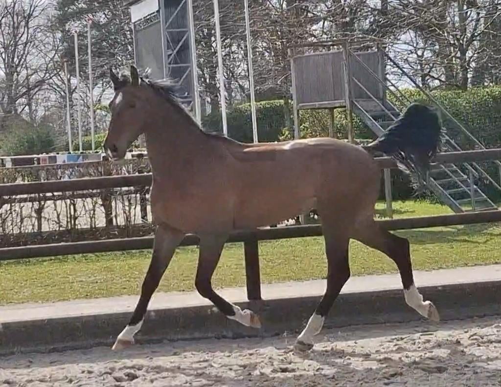 Ruig bewegende 4 jarige KWPN ruin van Fontaine TN *zadelmak*, Met stamboom, Ruin, Dressuurpaard, Zadelmak