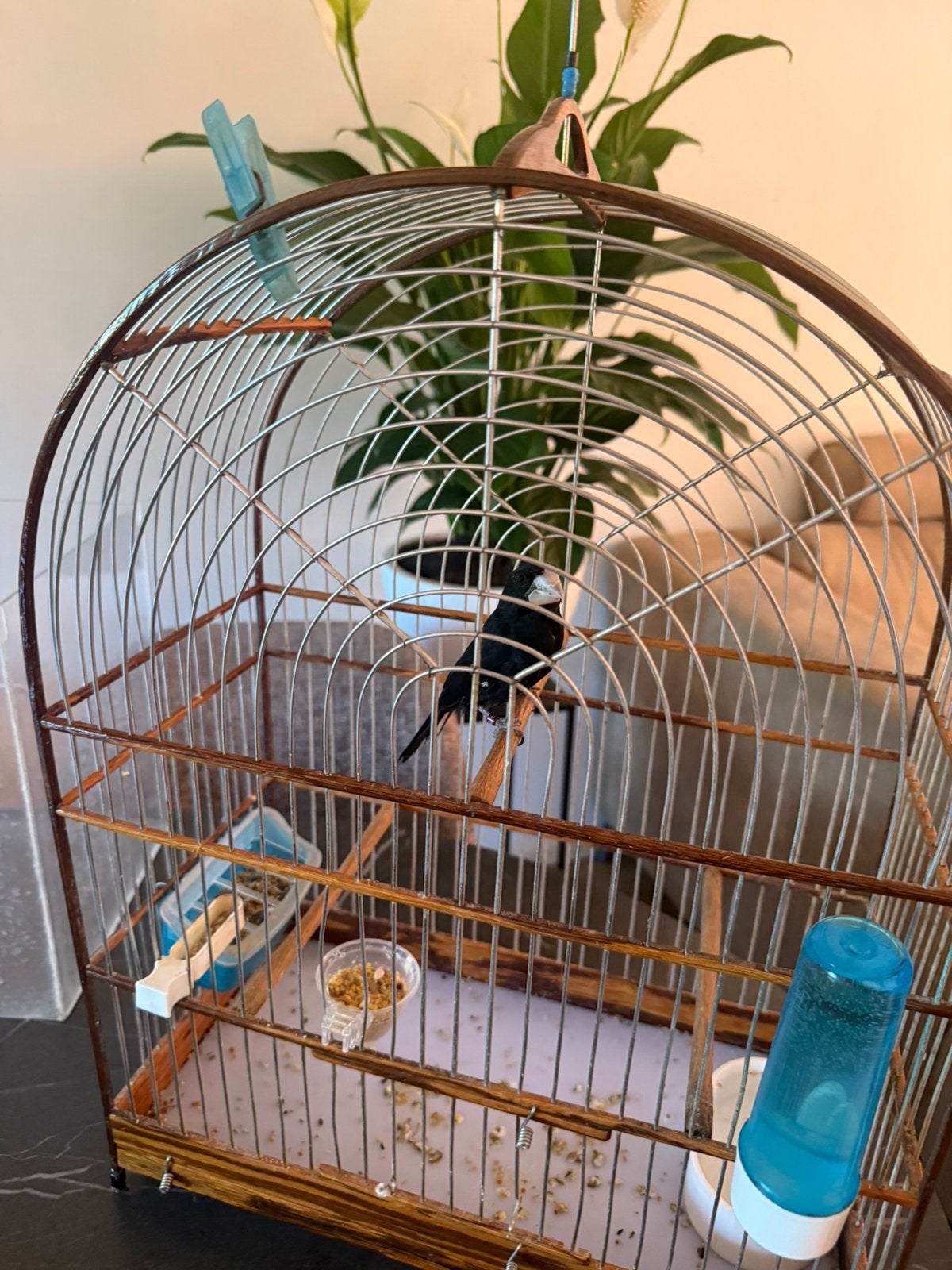 Twatwa’s (mannetjes), Dieren en Toebehoren, Mannelijk, Tropenvogel, Geringd