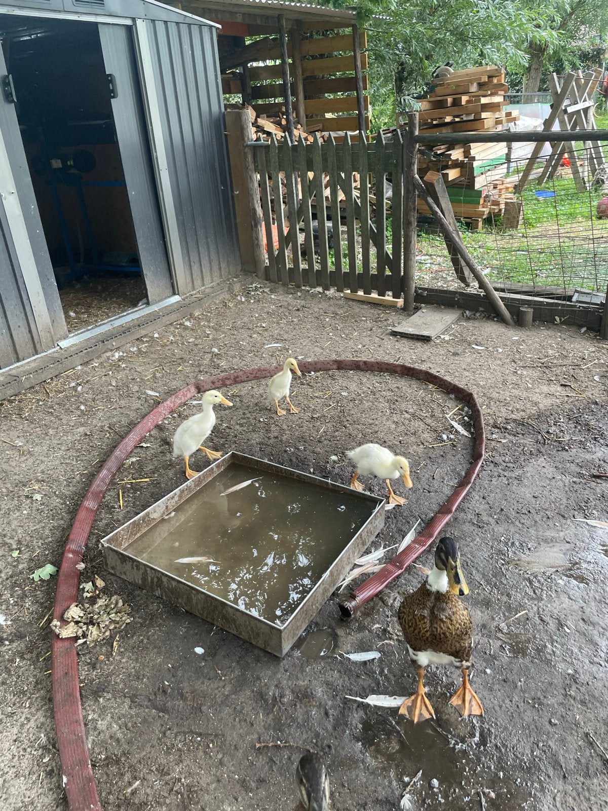 jonge Indiche loopeenden 3 witten, Dieren en Toebehoren, Meerdere dieren, Eend