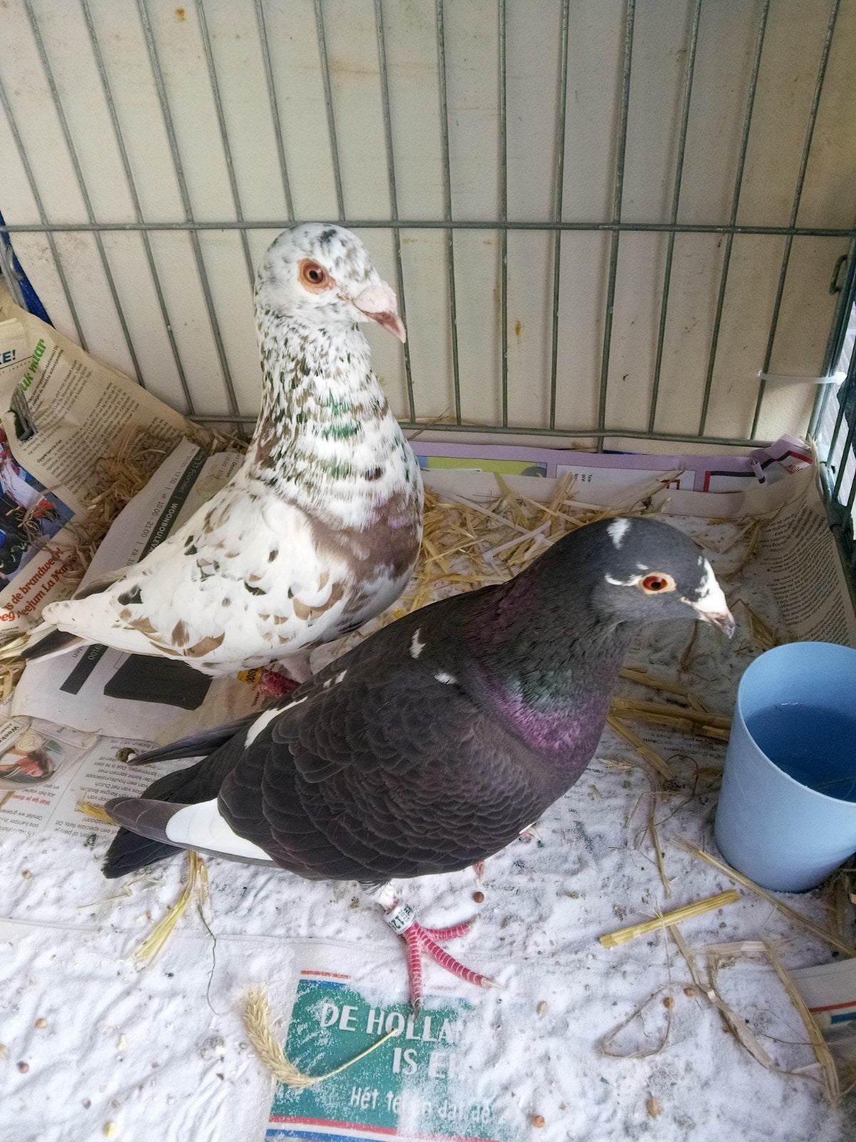 Koppel postduiven, Dieren en Toebehoren, Meerdere dieren, Postduif