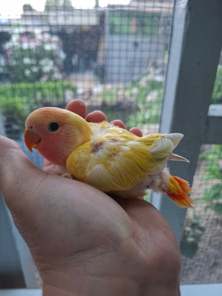 Agapornis roseicollie 2 babys handtam, Dieren en Toebehoren, Vogels | Parkieten en Papegaaien, Geslacht onbekend, Dwergpapegaai of Agapornis