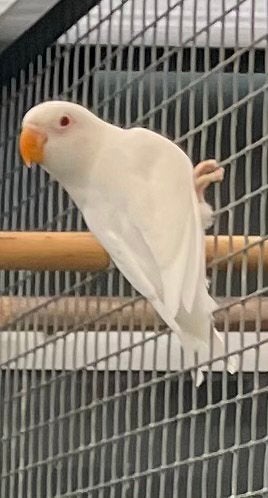 Fisheri Albino, Dieren en Toebehoren, Geslacht onbekend, Dwergpapegaai of Agapornis, Geringd
