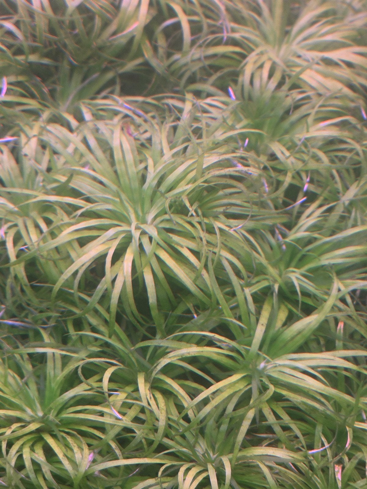 ZELDZAME  AQUARIUMPLANT syngonanthus belem, Verzenden, Nieuw, Plant(en), Steen of Hout