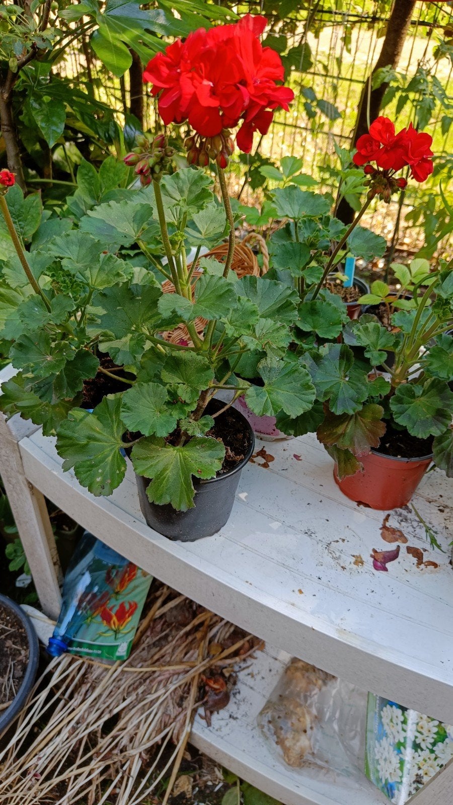 Staande Geranium rood - Prachtige bloeier voor uw tuin, Volle zon, Eenjarig, Zomer, Ophalen