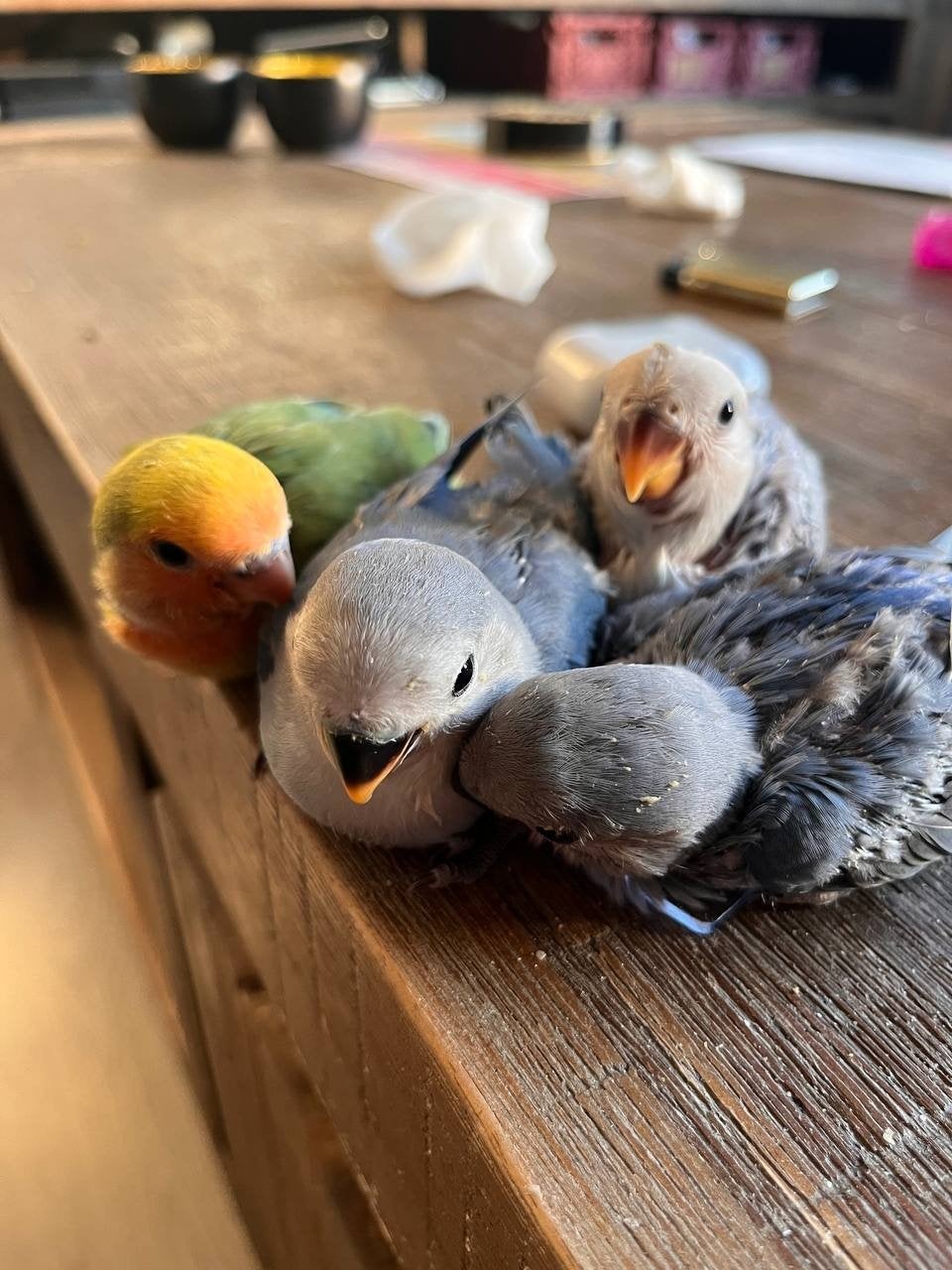 Handtamme baby agaponis, Meerdere dieren, Kip