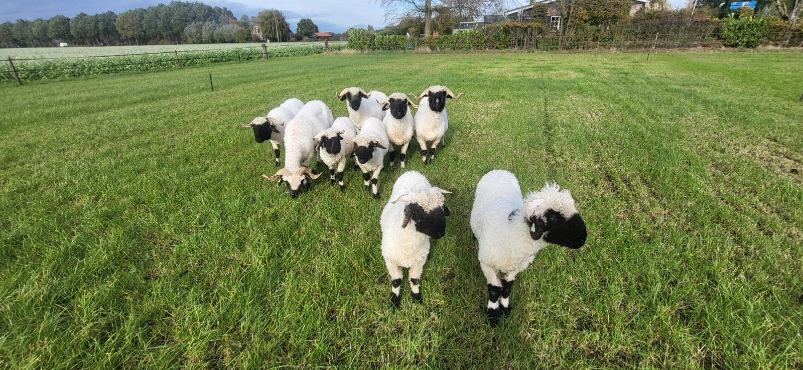 waliser schwarznase, Vrouwelijk, Schaap