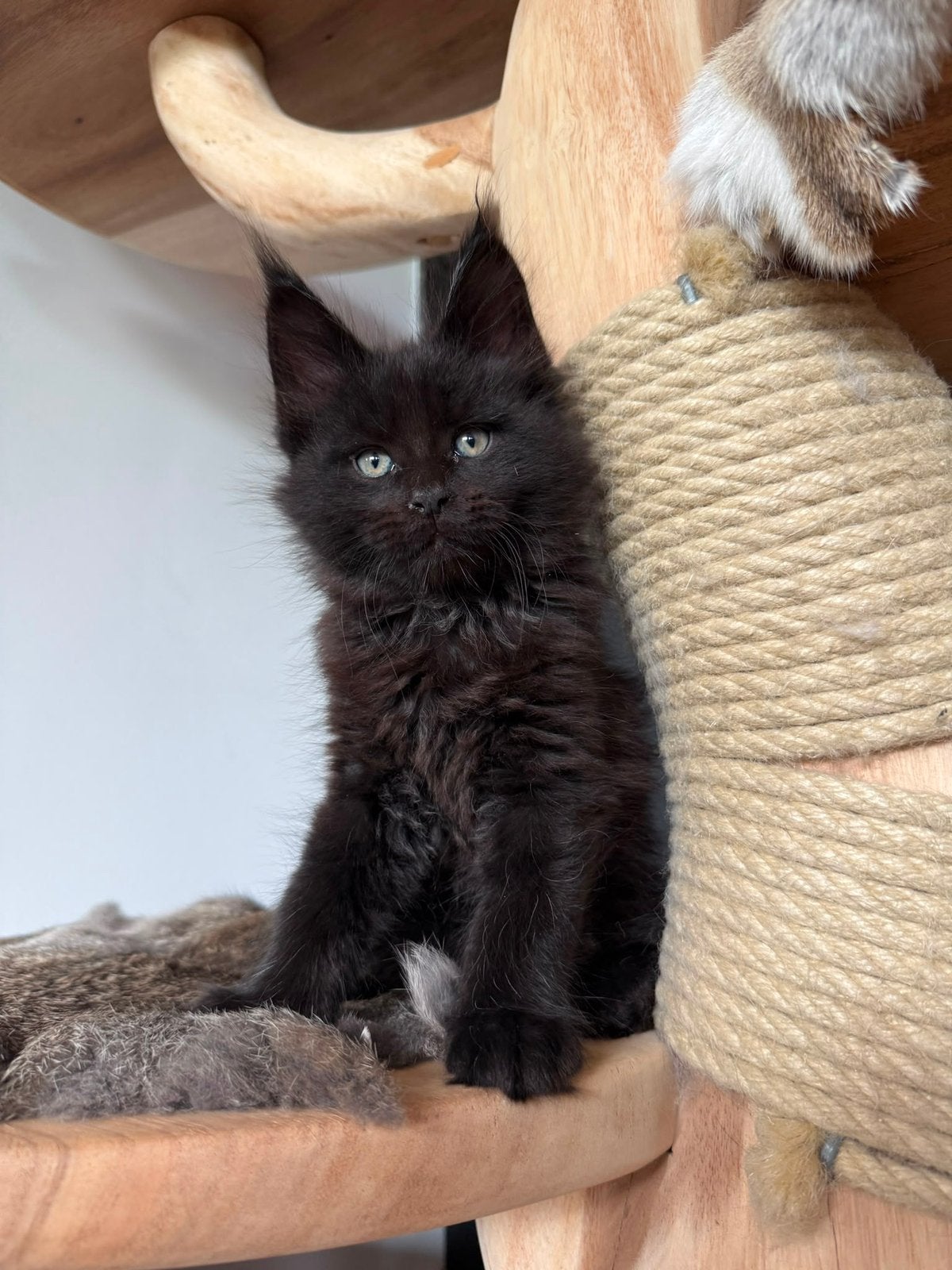 WYLDCOONS CATTERY - 3/5 MAINE COON STAMBOOM KITTENS, Meerdere dieren, Met stamboom, 0 tot 2 jaar