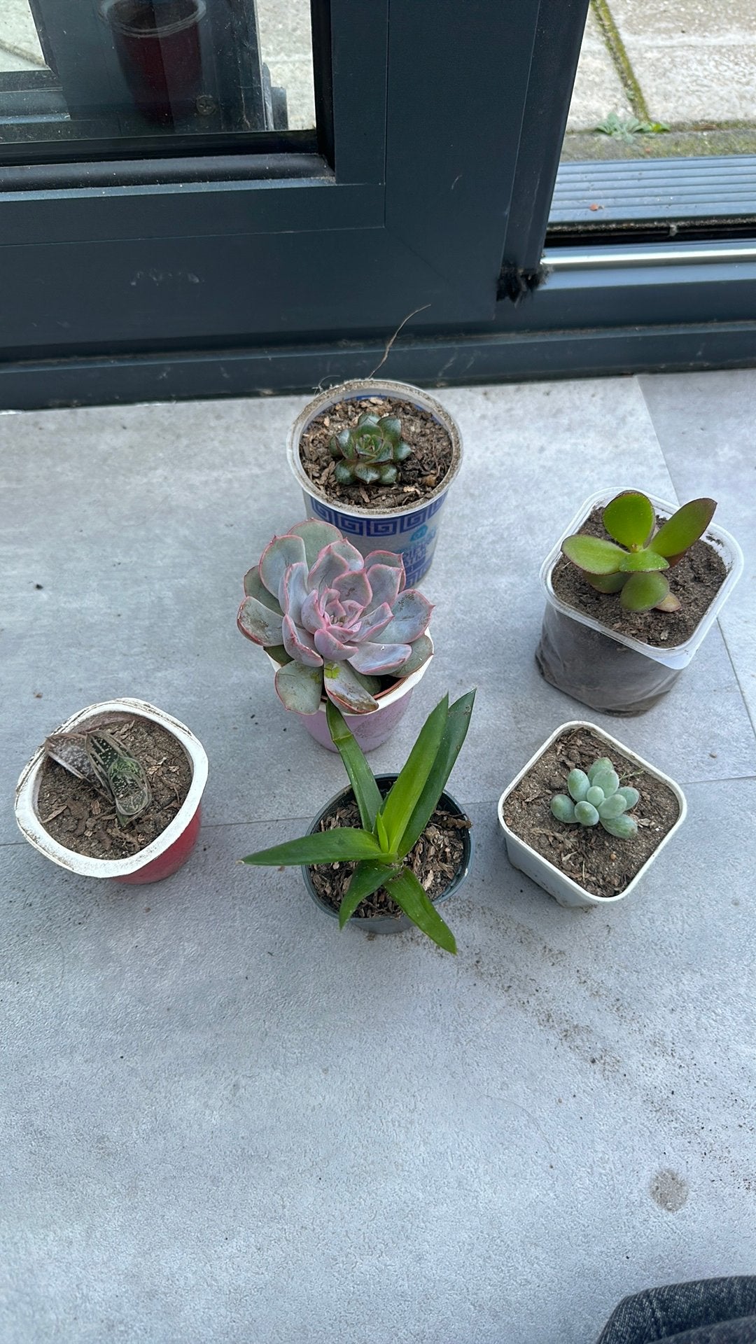Vetplantjes succulent echeveria, Vetplant, Ophalen of Verzenden, Minder dan 100 cm, Bloeiende kamerplant