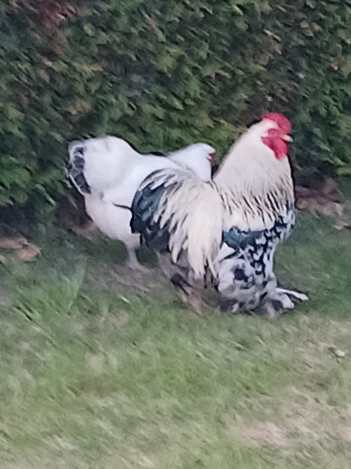 Gratis: mooi jong wyandotte haantje, Dieren en Toebehoren, Pluimvee, Mannelijk, Kip