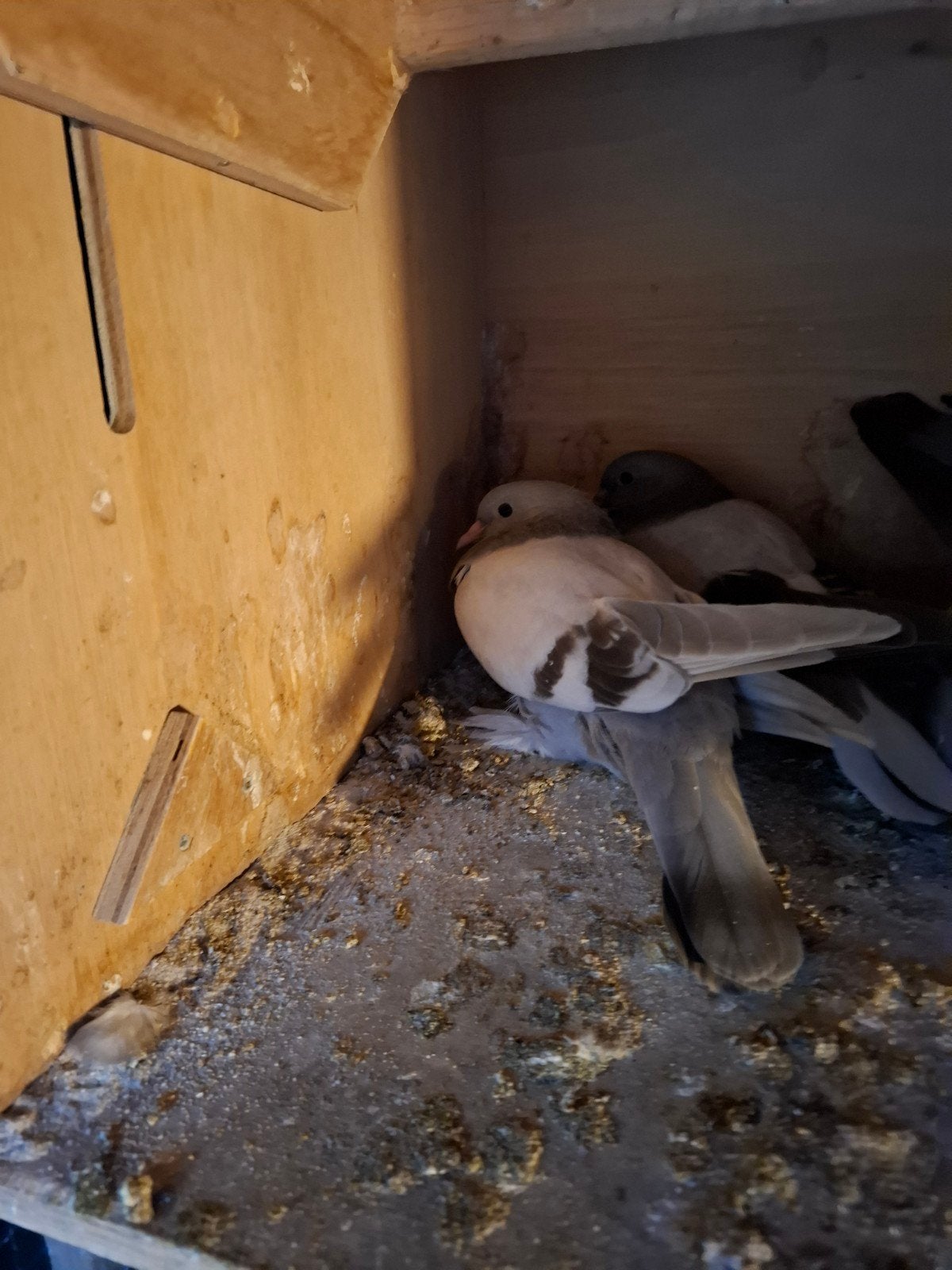 2 jonge takla duiven te koop, Dieren en Toebehoren, Vogels | Duiven, Meerdere dieren, Tuimelaar of Roller