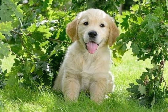 Gezocht golden retriever pup (reu), Golden retriever, Reu, 8 tot 15 weken, Eén hond