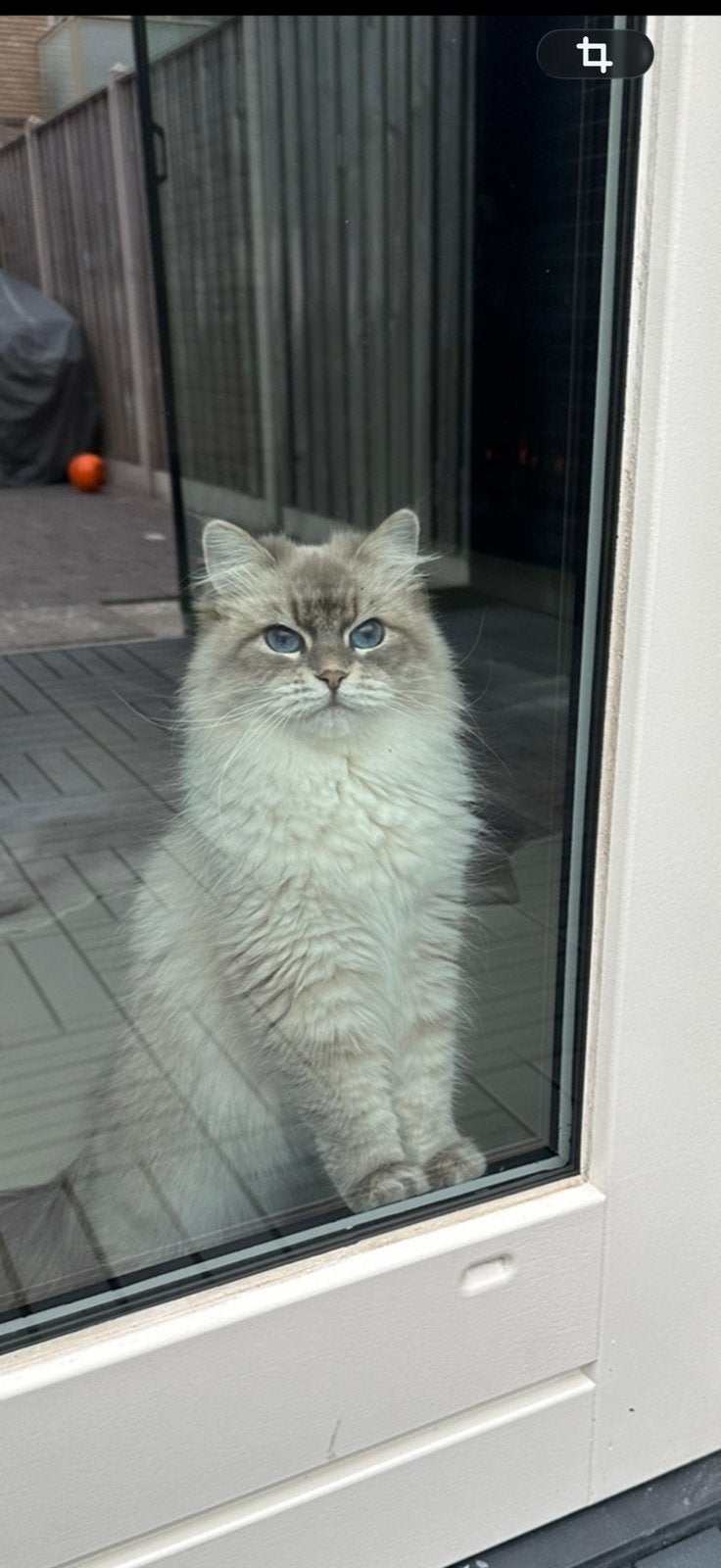 Gezocht Speurhond voor vermiste kat Amsterdam retiefstraat