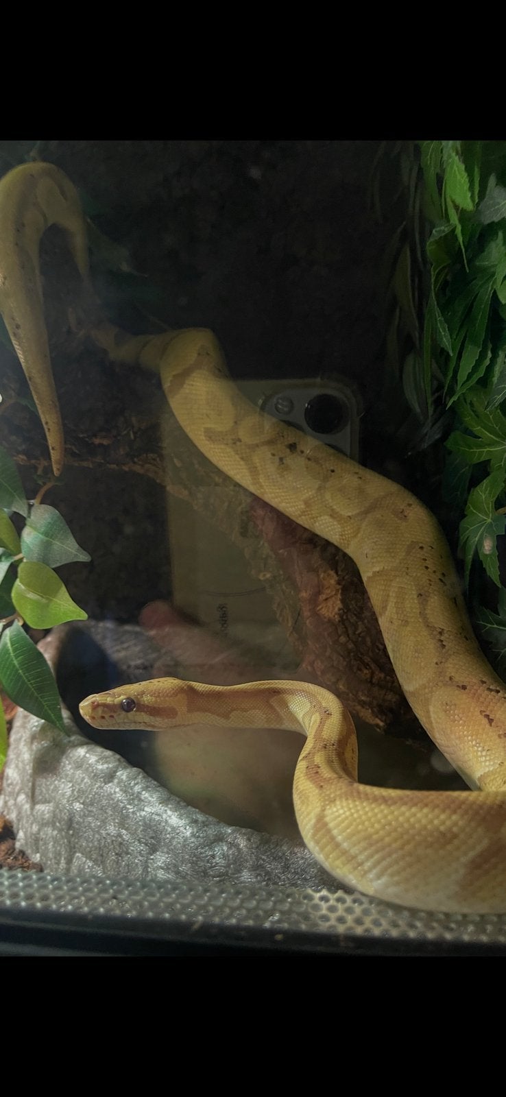 Banna morph konings python (python regius) Ball Python photo 6