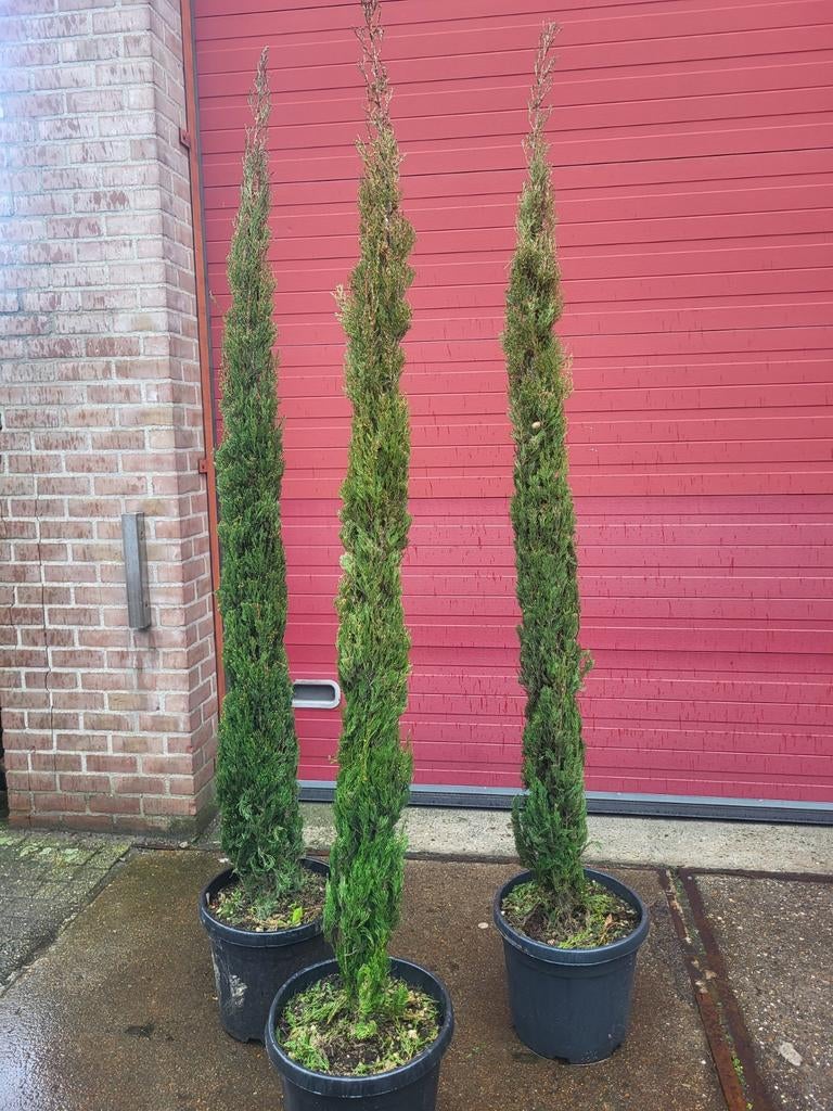 Cupressus sempervirens 2 m +, Volle zon, 100 tot 250 cm, Zomer, Overige soorten