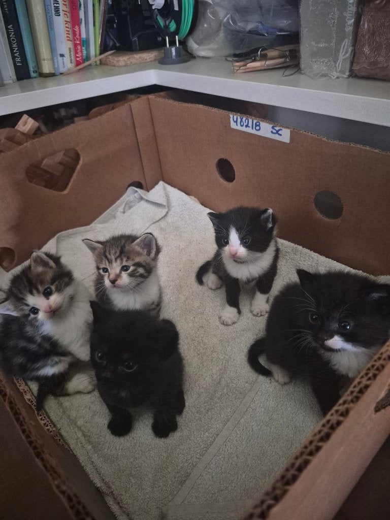 Kittens, Meerdere dieren, 0 tot 2 jaar