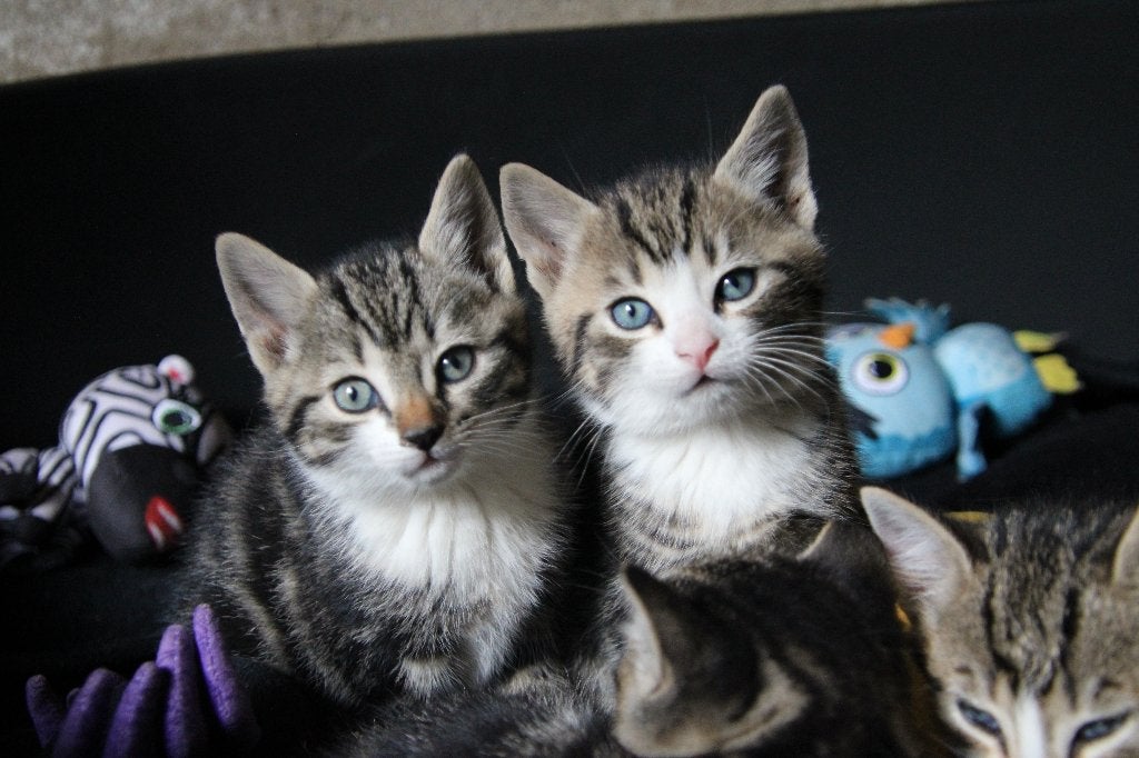 Lieve sociale kittens, Dieren en Toebehoren, Katten en Kittens | Raskatten | Korthaar, Meerdere dieren, Ontwormd, 0 tot 2 jaar