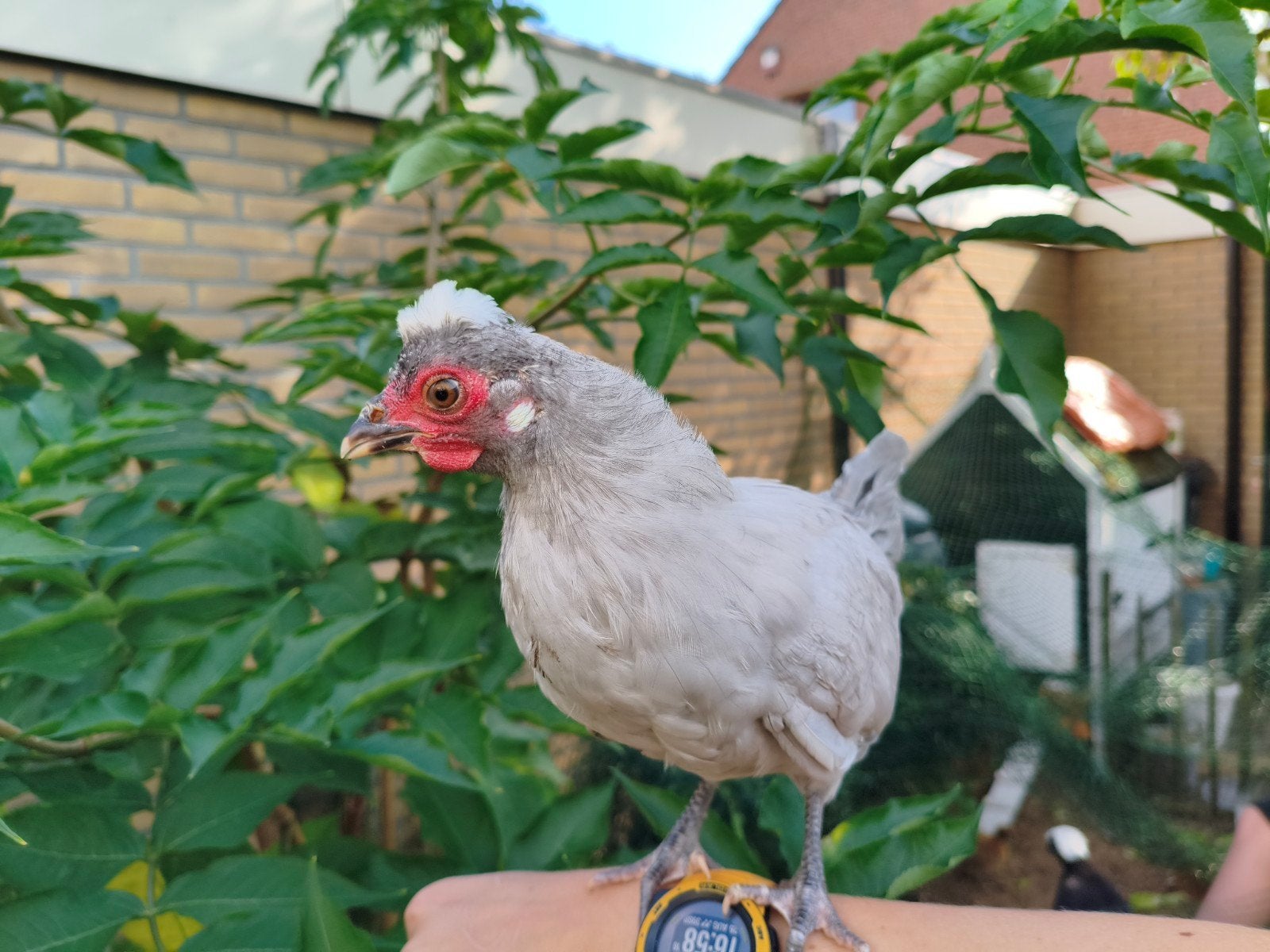 Tamme Hollandse Kuifhoen Kriel Haan Grijs, Mannelijk, Kip