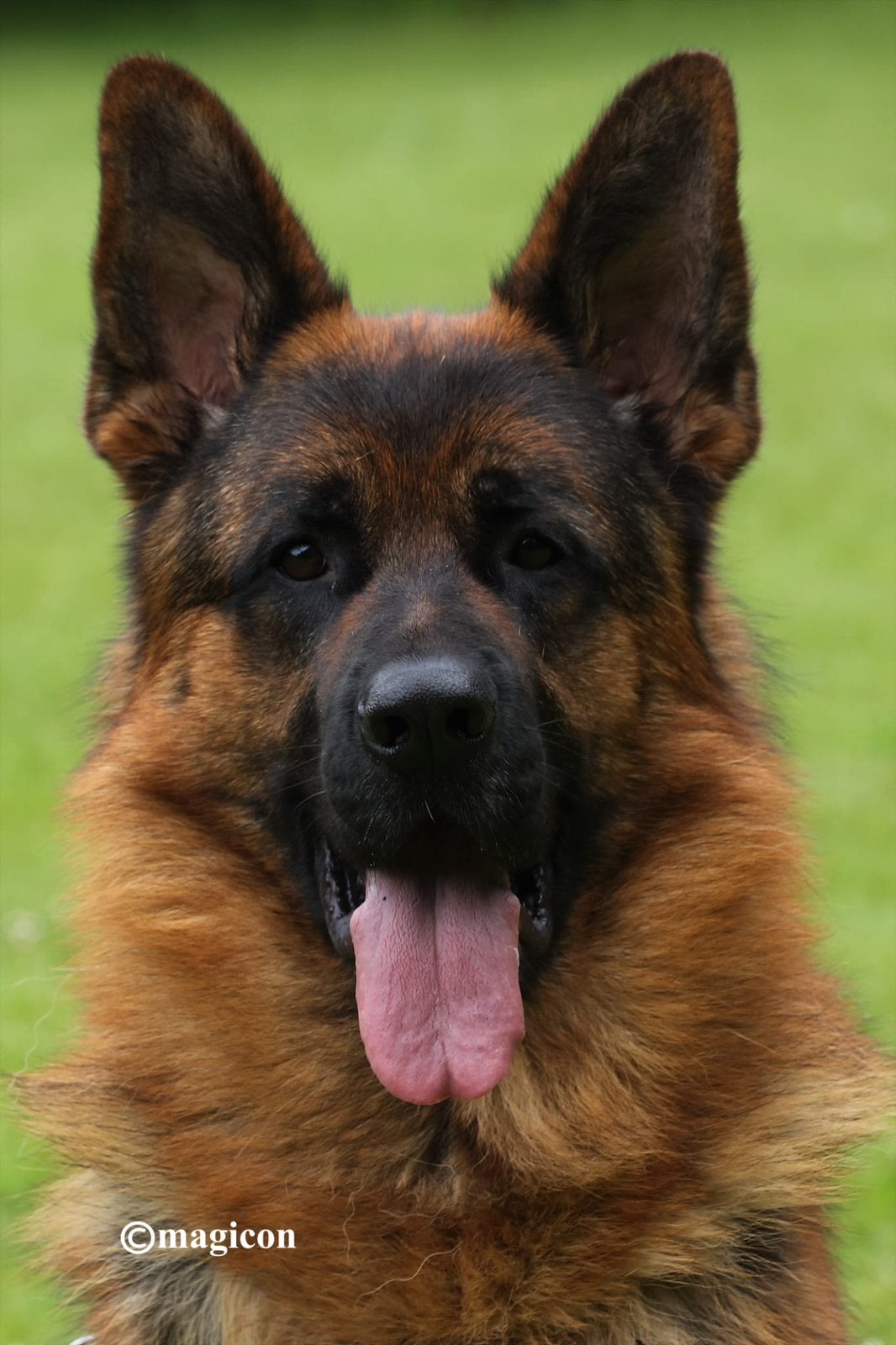Duitse herder dekreu HD en ED vrij, Reu, 1 tot 2 jaar, Parvo, Eén hond