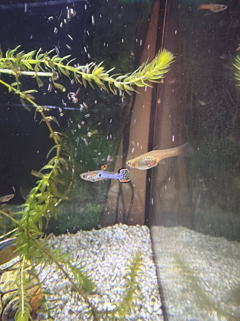 Gratis guppies, Vis