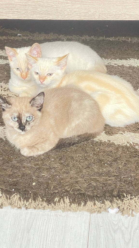 Mooie Red/Flame Point Siamese kater, Dieren en Toebehoren, Kater, Ontwormd