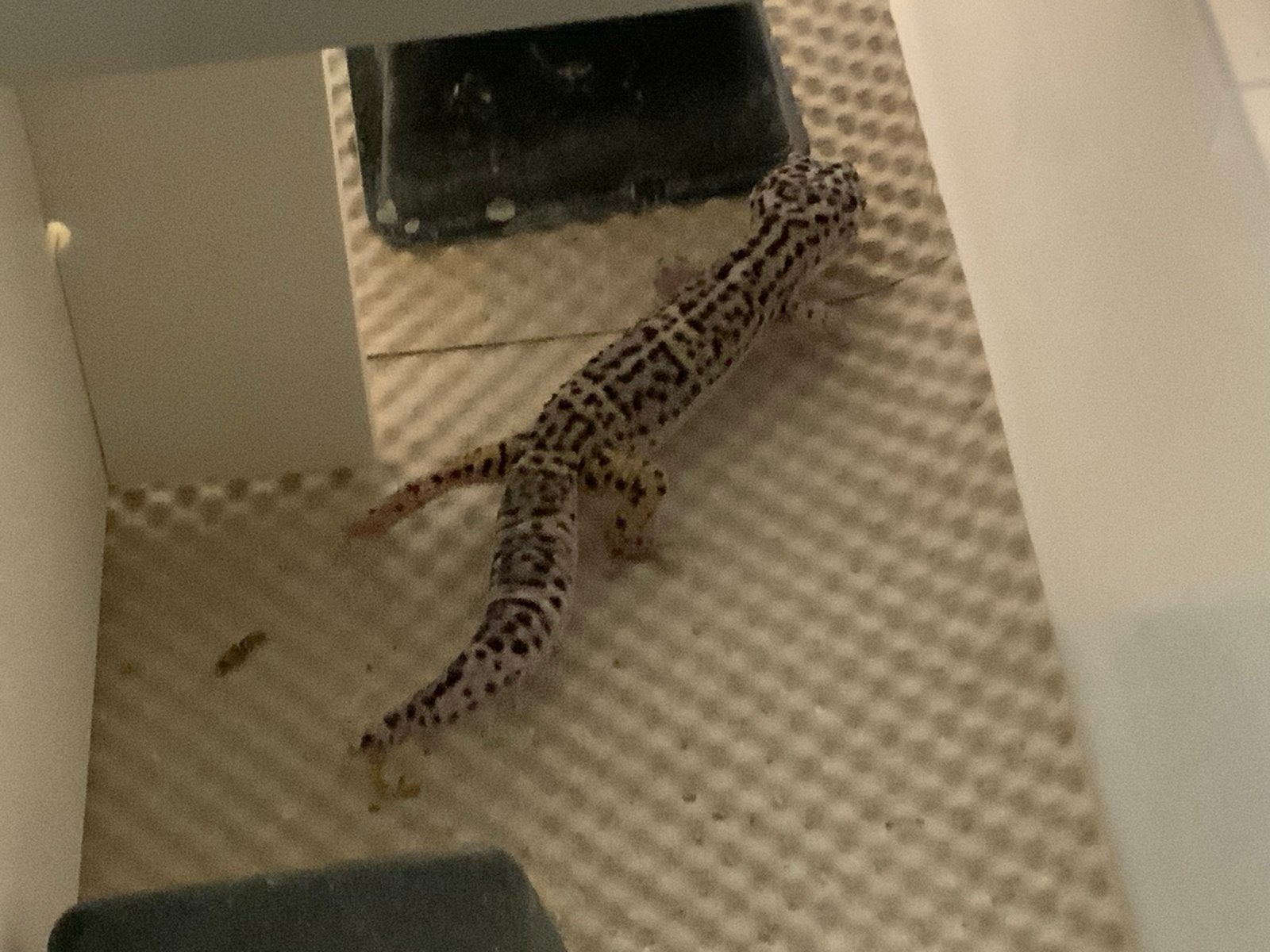 Jonge Leopard gecko Black Night Snow (Mack) Leopard Gecko photo 2