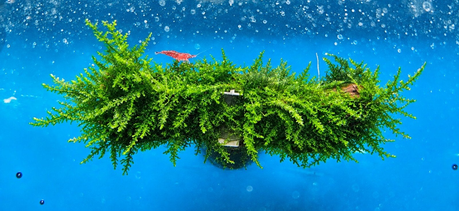 'The Mossbar' | Christmas moss | 10 cm | Incl. zuignap, Ophalen of Verzenden, Plant(en), Steen of Hout