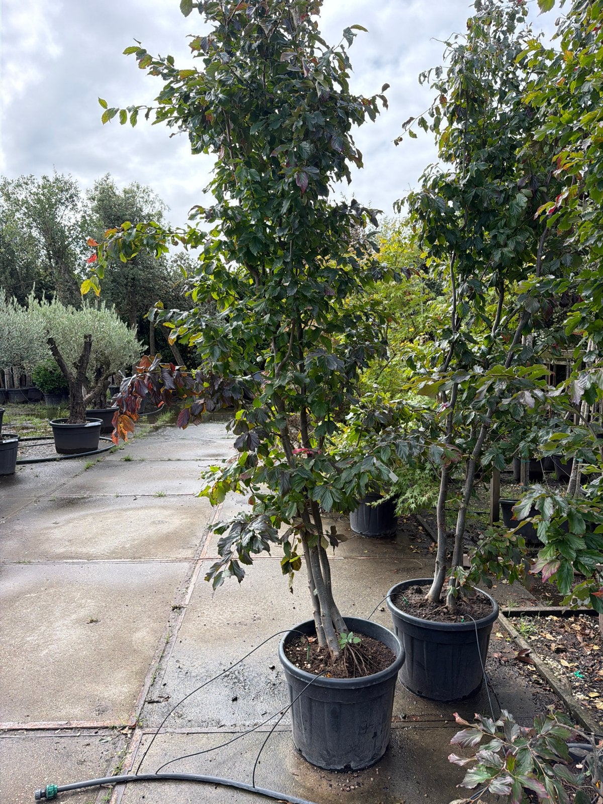 Parrotia persica 300cm meerstammig - Perzisch IJzerhout, Tuin en Terras, Lente, 250 tot 400 cm, Volle zon, In pot