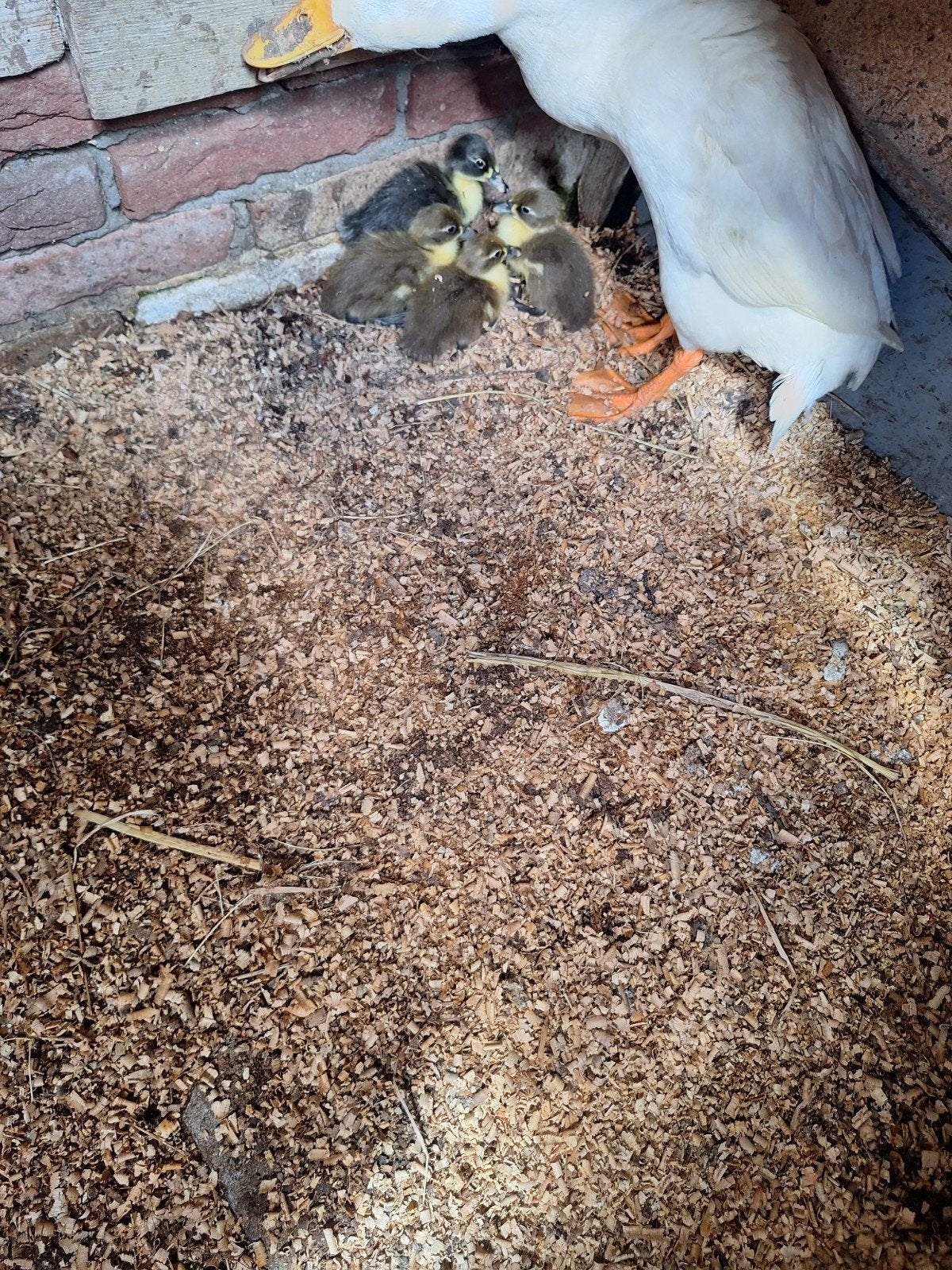 Loop eend met 4 kuikens, Geslacht onbekend, Eend