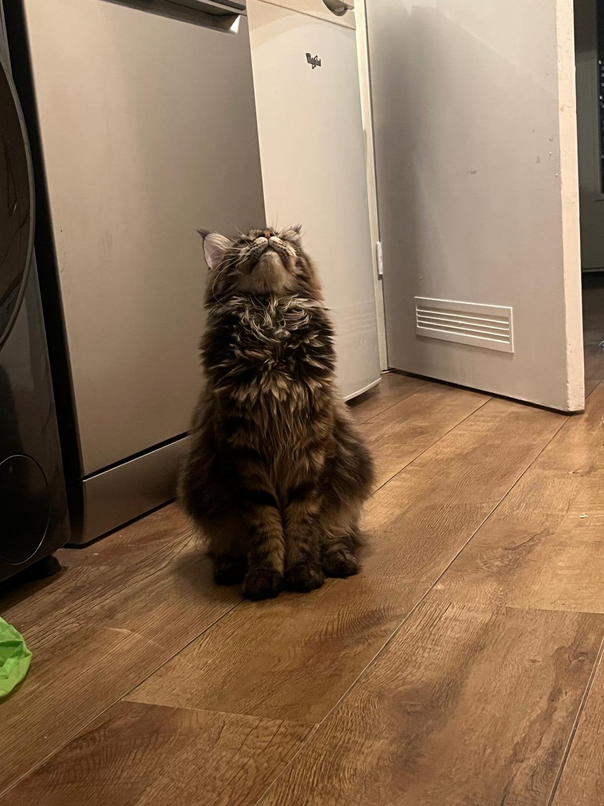 Mainecoon poes, Dieren en Toebehoren, Poes